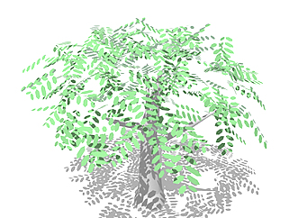 皂荚<em>树</em>乔木草图大师模型，景观绿植sketchup素材下载