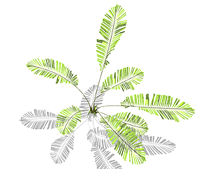 墨西哥铁树现代植物su模型，绿植<em>花草</em>图大师模型下载