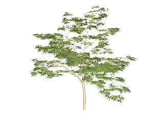 <em>鸡爪槭</em>景观树免费su模型下载、景观树草图大师模型下载