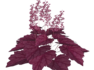 <em>肾</em>形草绿植sketchup模型，现代观花植物skp文件下载