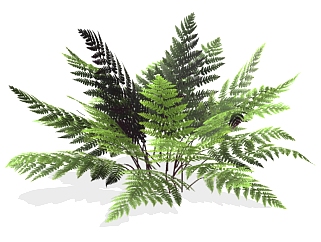 金星蕨绿植sketchup模型，现代观叶植物skp文件下载