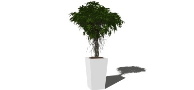 现代植物盆栽草图大师模型，南洋参sketchup模型下载