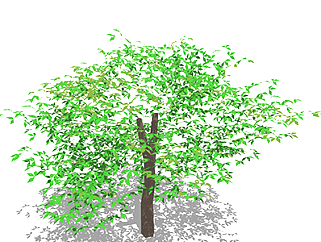 榉树乔木草图大师模型，景观绿植sketchup素材下载