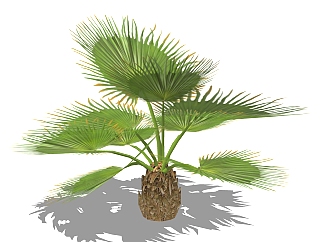棕榈绿植sketchup模型，<em>室内</em>观叶植物skp文件下载