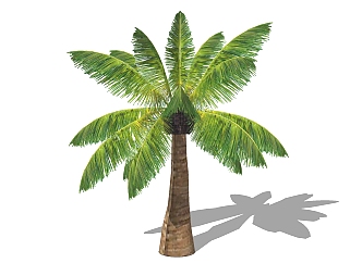 现代椰子树<em>免费su模型下载</em>、椰子树草图大师模型下载