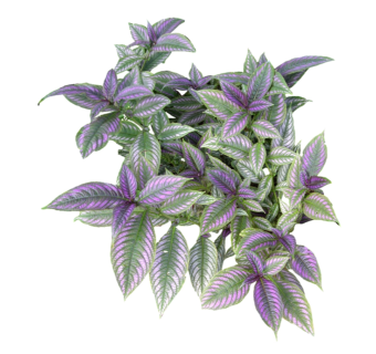 红背耳叶马蓝草图大师模型，sketchup植物草模型下载