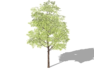 榉树<em>景观树</em>免费su模型下载、<em>景观树</em>草图大师模型下载