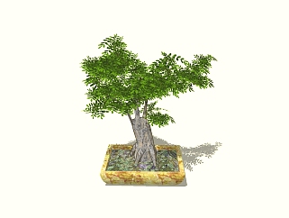 榕树植物盆栽sketchup模型下载，榕树植物盆栽草图大师模型