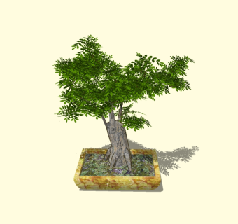 榕树植物盆栽sketchup模型下载，榕树植物盆栽草图大师模型