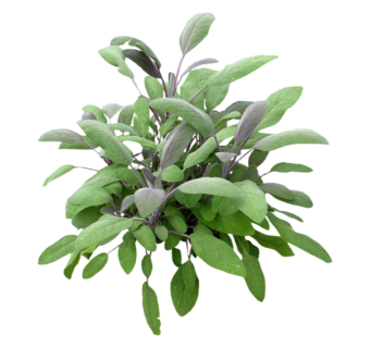 绵毛水苏草图大师模型，sketchup植物绵毛水苏模型下载
