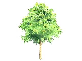 <em>芒果树</em>景观树免费su模型下载、景观树草图大师模型下载