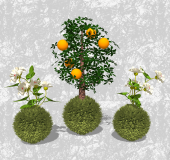 金桔盆栽草图大师模型，家居植物sketchup模型下载