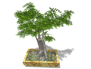 清香木盆栽su素材，景观绿植草图大师模型下载