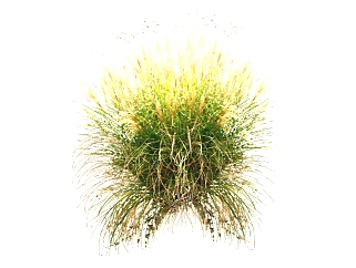蒲苇植物草su模型免费下载，草图大师植物蒲苇模型分享