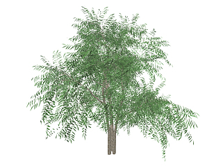 白柳乔木草图大师模型，景观绿植sketchup素材下载