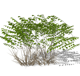 鱼尾葵灌木从skp文件下载，灌木地被sketchup模型免费下载