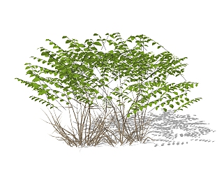 鱼尾葵灌木从skp文件下载，灌木地被sketchup模型免费下载