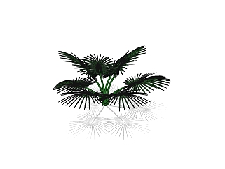 现代铁树草图大师模型，植物树sketchup模型下载