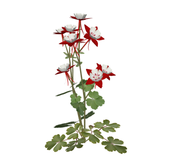 耧斗菜绿植sketchup模型，现代观花植物skp文件下载