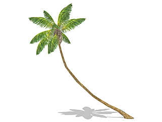 棕榈乔木sketchup素材，景观绿植草图大师模型下载
