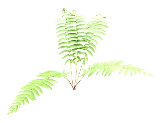 现代植物<em>蕨</em>草图大师模型，植物<em>蕨</em>su模型分享下载