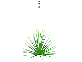 丝兰现代植物su模型，绿植花草图大师模型下载