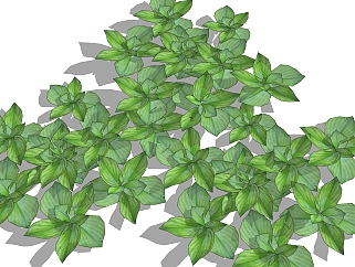 玉簪绿植sketchup模型，<em>现代花卉</em>植物skp文件下载