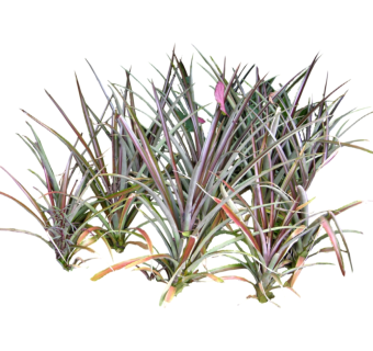 千年木草图大师模型，sketchup植物草模型下载