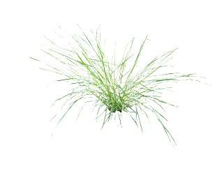 小草植物草图大师模型，sketchup小草模型下载