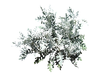 银叶菊植物<em>草</em>su模型下载，草图大师植物银叶菊模型分享