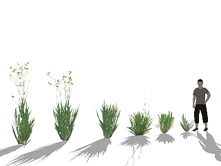 射干绿植sketchup模型，现代观叶植物skp文件下载
