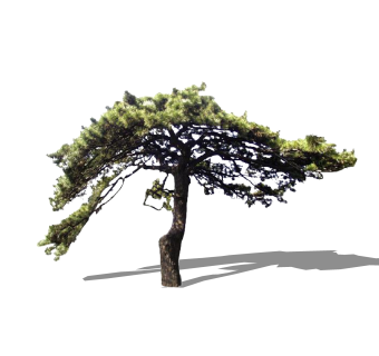 中式迎客松草图大师模型，迎客松SKB文件下载