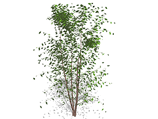 榆树乔木sketchup素材，景观绿植草图大师模型下载