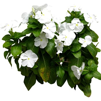 现代植物长春花su模型下载，长春花草图大师模型分享