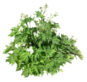 现代植物峨参su模型下载，峨参草图大师模型分享