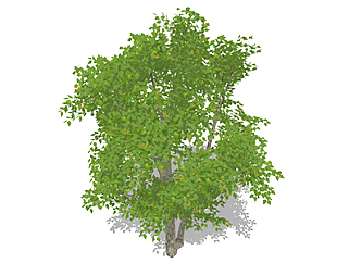 乌桕<em>树</em>乔木sketchup素材，景观绿植草图大师模型下载