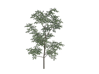 喜树<em>景观树</em>免费su模型下载、<em>景观树</em>草图大师模型下载