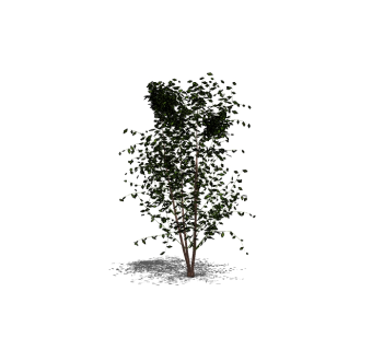 杨树景观树sketchup模型，杨树草图大师模型免费下载