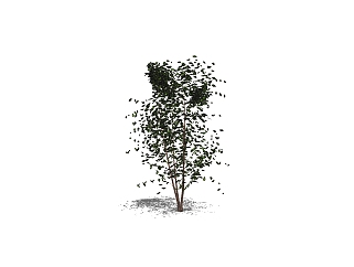 杨树景观树sketchup模型，杨树草图大师模型免费下载