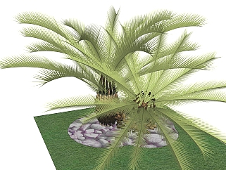 苏铁sketchup模型，现代常绿植物skp文件下载