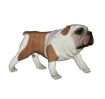 现代英国斗牛犬sketchup模型，动物草图大师模型下载