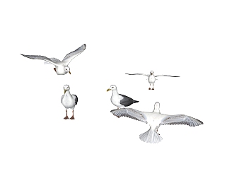 现代海鸥草图大师模型，动物sketchup模型下载