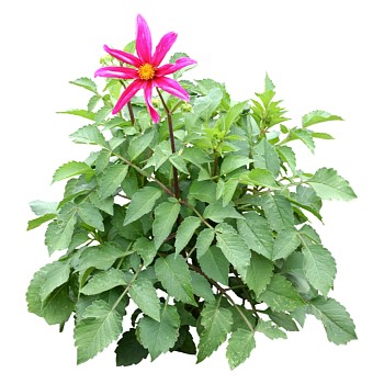 现代植物大丽花su模型下载，大丽花sketchup模型分享