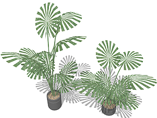<em>棕榈盆栽</em>草图大师模型，手绘绿植sketchup模型下载