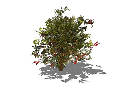 红叶石楠灌木su素材，景观绿植草图大师模型下载