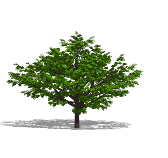 白蜡树景观树草图大师模型下载，植物树sketchup模型