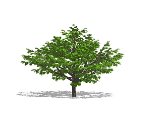 <em>白蜡树</em>景观树草图大师模型下载，植物树sketchup模型