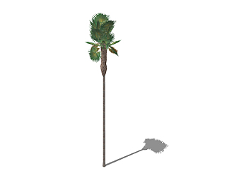 棕榈乔木<em>su素材</em>，景观绿植草图大师模型下载