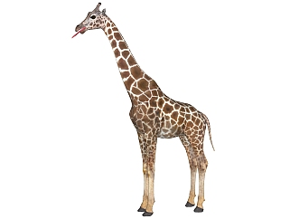 现代长颈鹿免费su模型，动物草图大师模型下载
