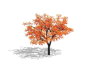 现代景观树sketchup模型 ，红枫草图大师模型下载
